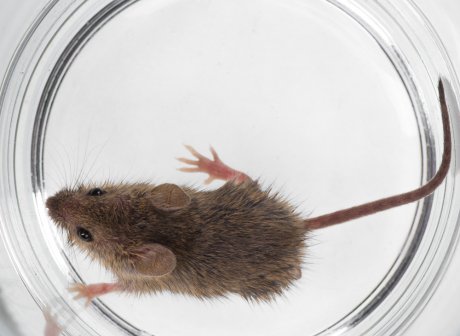Как поймать мышь в доме: 8 проверенных способов